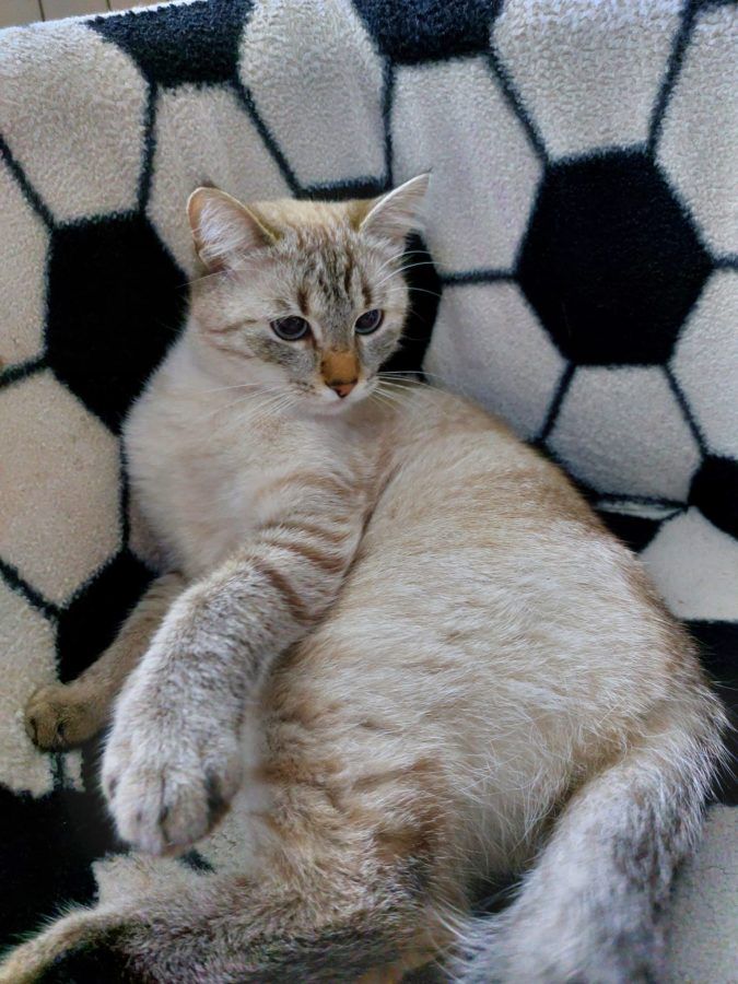 Чотирилапі друзі шукають домівку у Коломиї 1