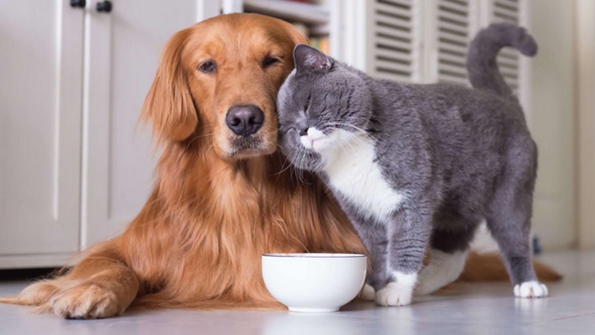 Чотирилапі друзі шукають домівку у Коломиї