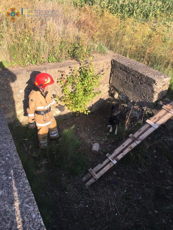 На Прикарпатті собака провалився у недобудований підвал 1