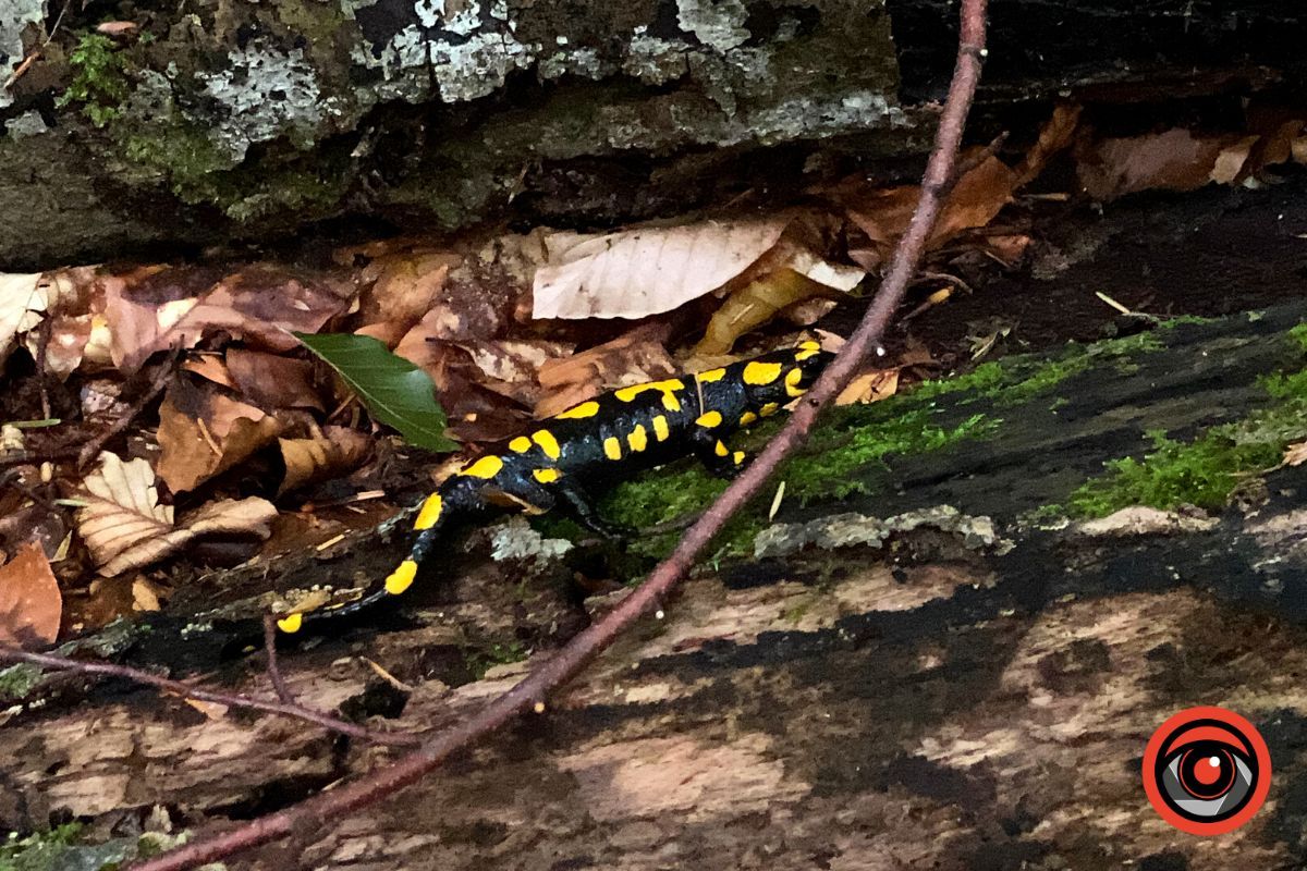 Відпочинок поруч | Марківський водоспад та найвища гора у Коломийському районі 11