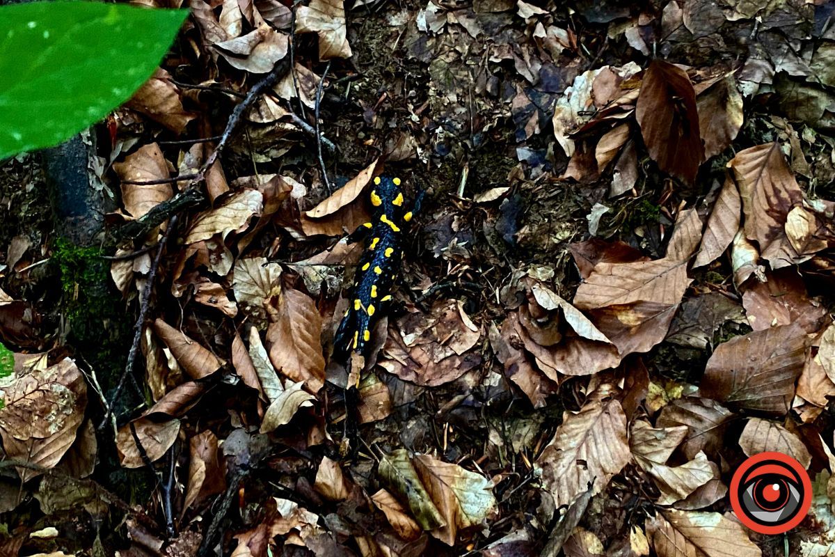 Відпочинок поруч | Марківський водоспад та найвища гора у Коломийському районі 10