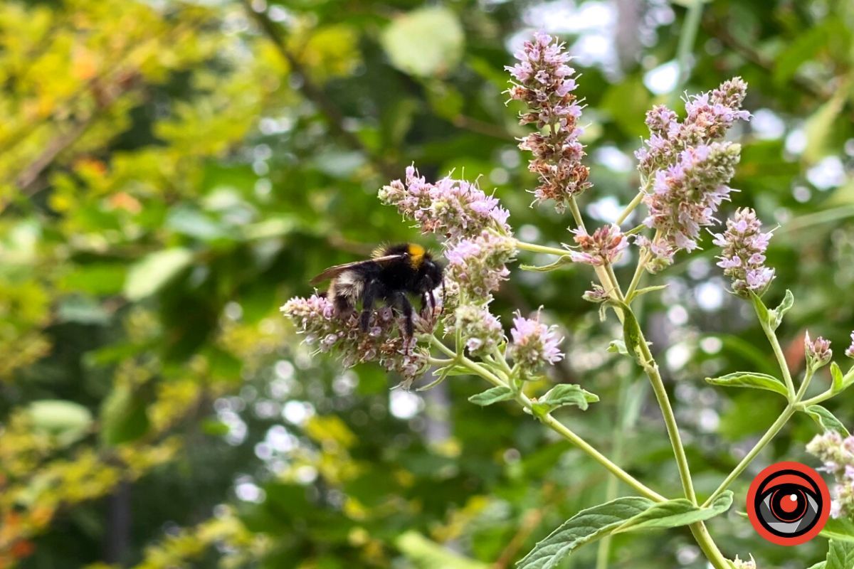 Відпочинок поруч | Марківський водоспад та найвища гора у Коломийському районі 9