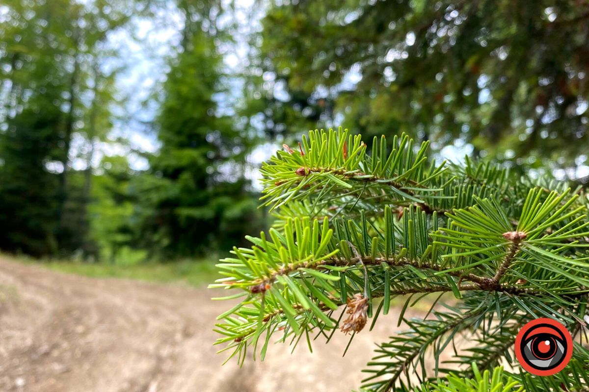 Відпочинок поруч | Марківський водоспад та найвища гора у Коломийському районі 2