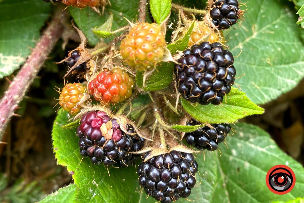 Відпочинок поруч | Марківський водоспад та найвища гора у Коломийському районі 13