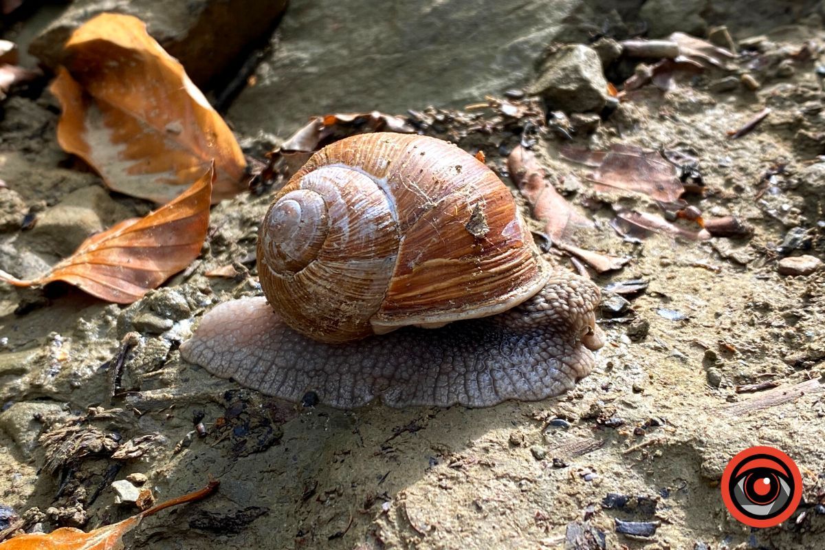 Відпочинок поруч | Марківський водоспад та найвища гора у Коломийському районі 12