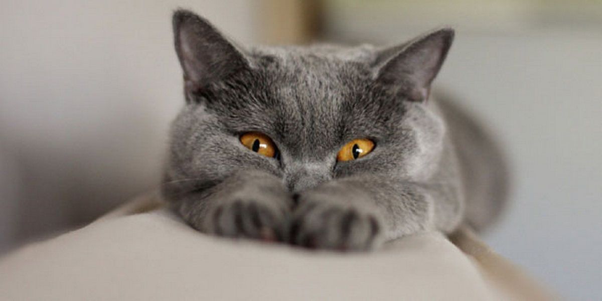 Зв'язковики, кішки і навіть холодильник: яке сьогодні свято 5