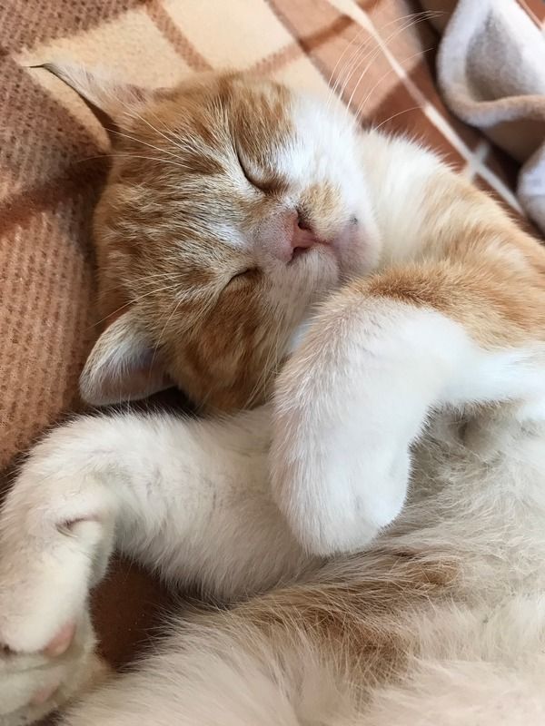 Коломийські котики | Фото читачів 7