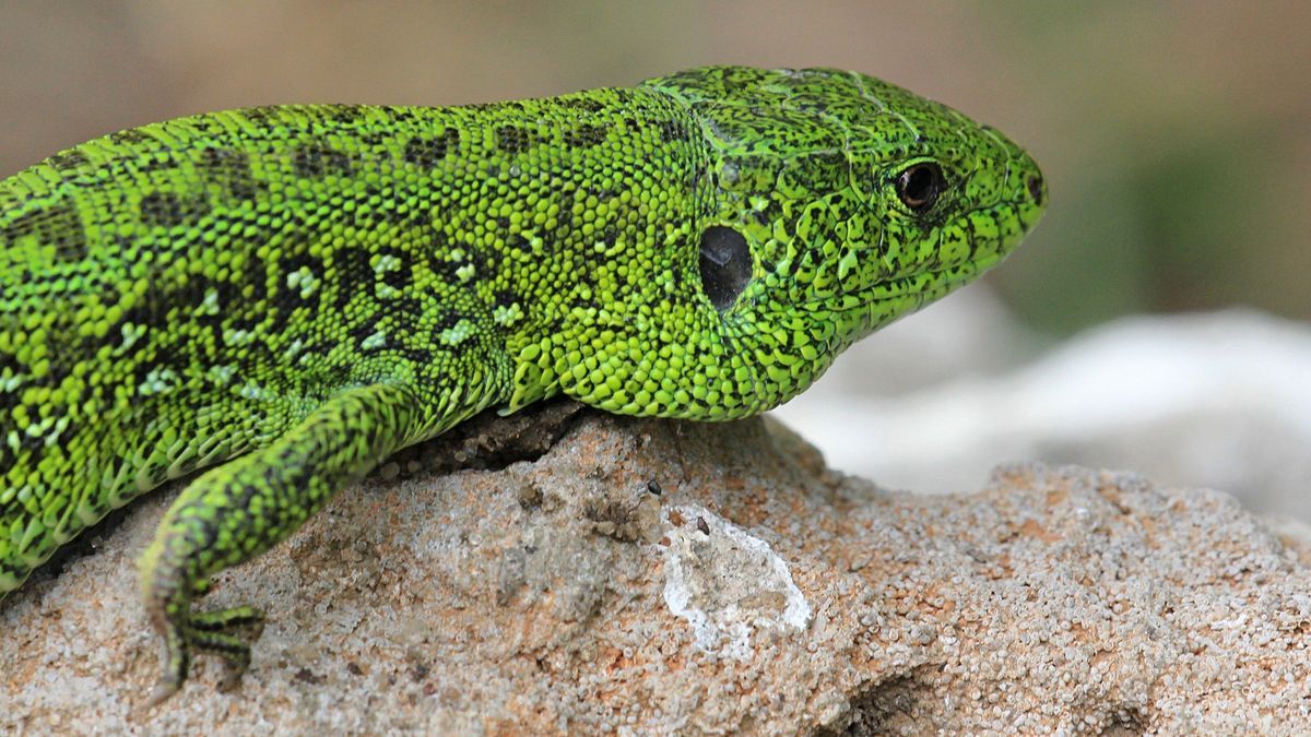 Що святкуємо 14 серпня? 1