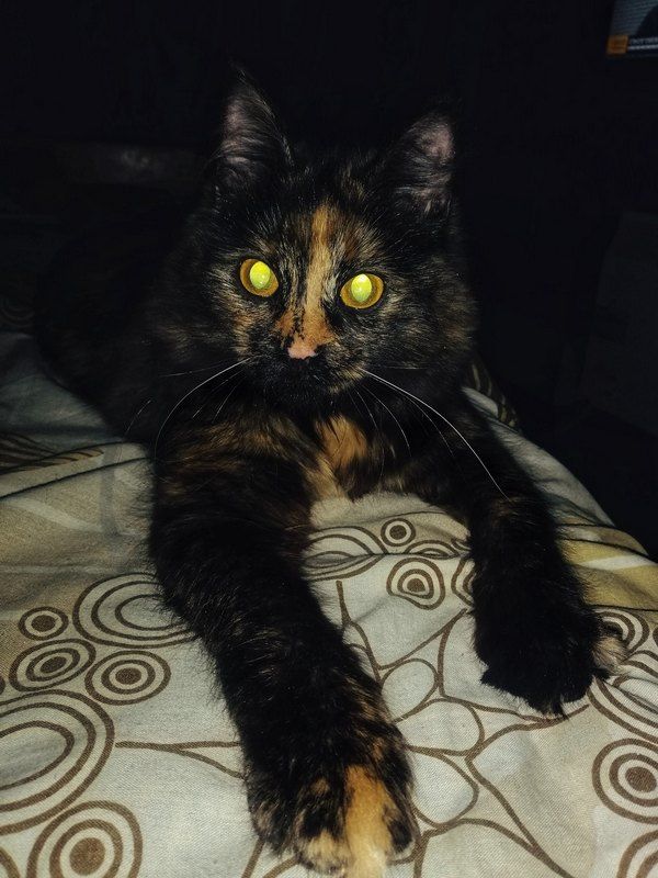 Коломийські котики | Фото читачів 19