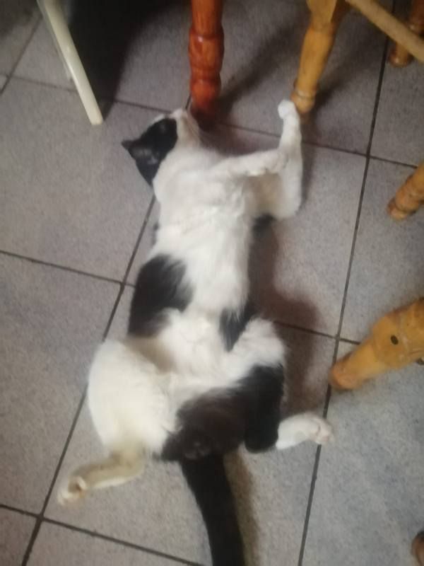 Коломийські котики | Фото читачів 14