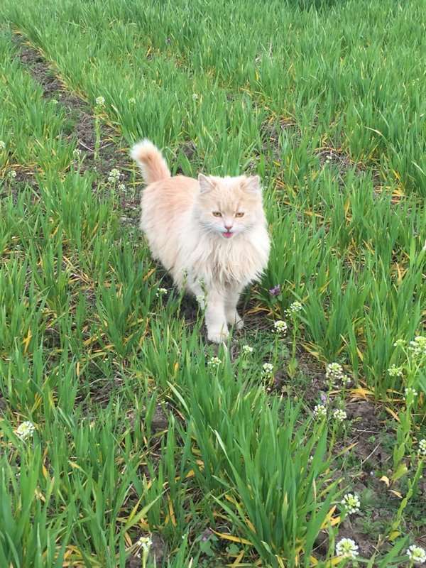 Коломийські котики | Фото читачів 15