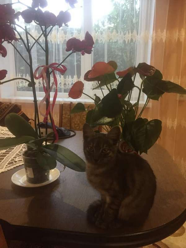 Коломийські котики | Фото читачів 16