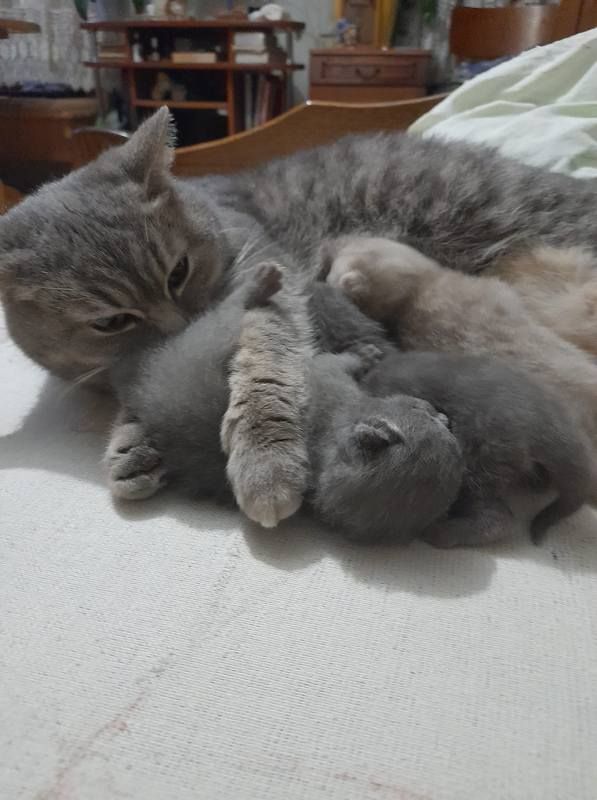 Коломийські котики | Фото читачів 11