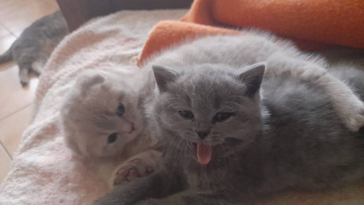 Коломийські котики | Фото читачів 12