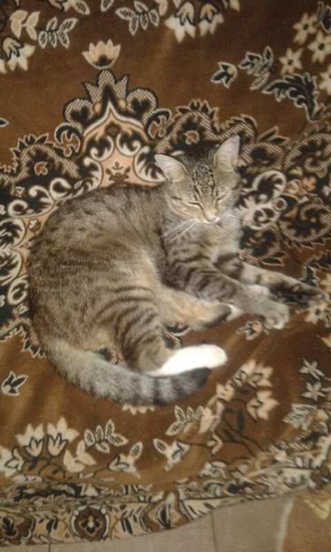 Коломийські котики | Фото читачів 20