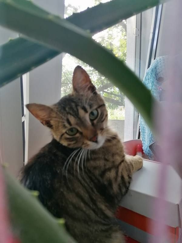 Коломийські котики | Фото читачів 4