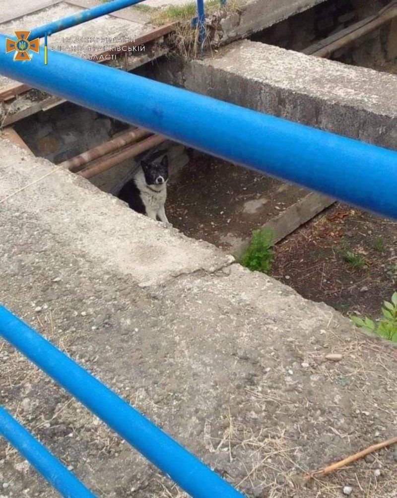 Як у Надвірній ДСНС собаку рятували 1