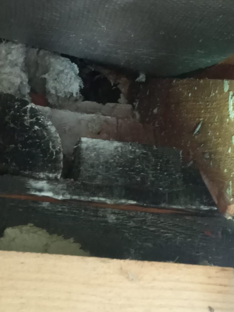 У Коршівській ТГ рятувальники знімали шершнів 2