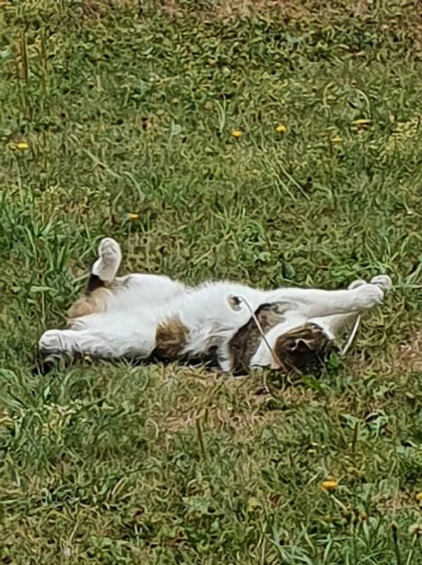 Коломийські котики | Фото читачів 8