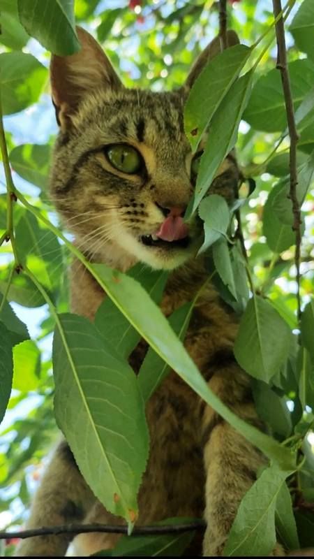 Коломийські котики | Фото читачів 5