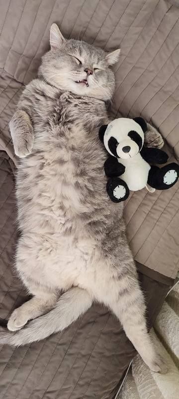 Коломийські котики | Фото читачів 6