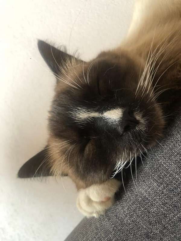 Коломийські котики | Фото читачів 18