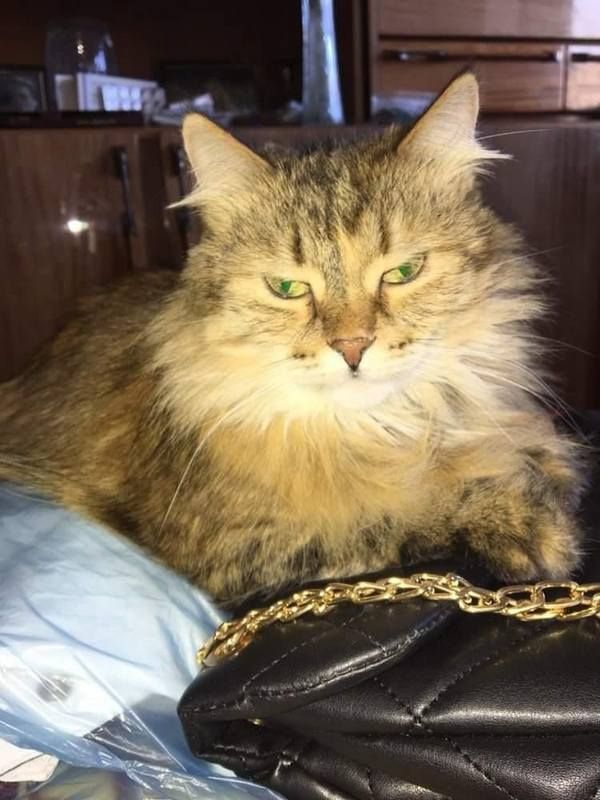 Коломийські котики | Фото читачів 13