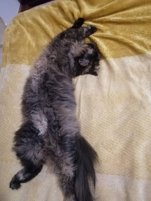 Коломийські котики | Фото читачів 9