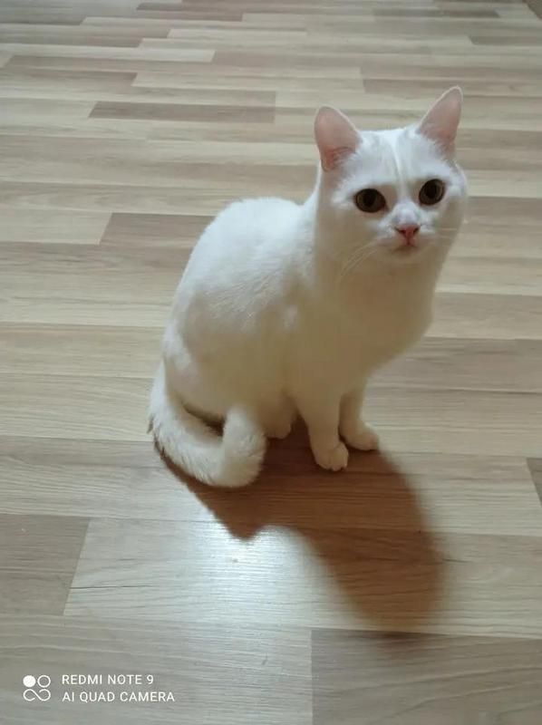 Коломийські котики | Фото читачів 3