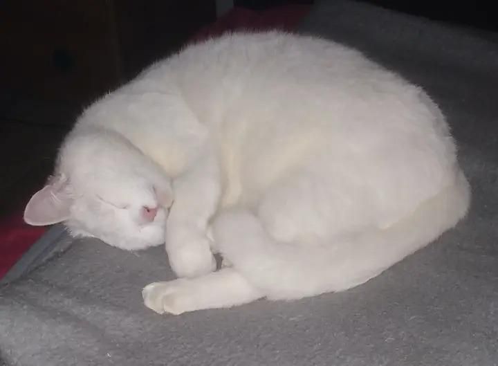 Коломийські котики | Фото читачів 2