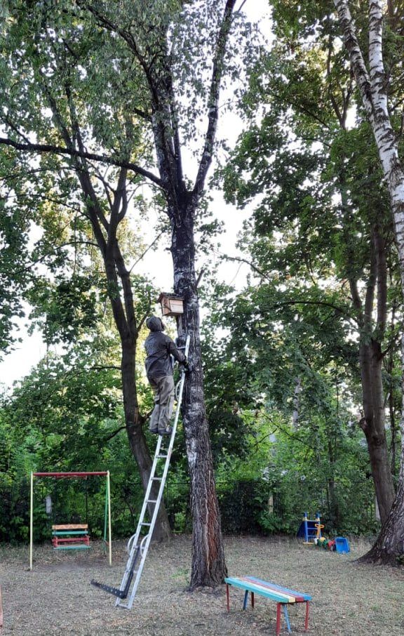 Як у Коломиї "евакуйовували" шершнів 1