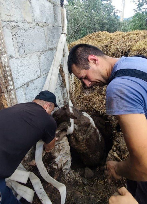 Із вигрібної ями прикарпатці витягували корову 1