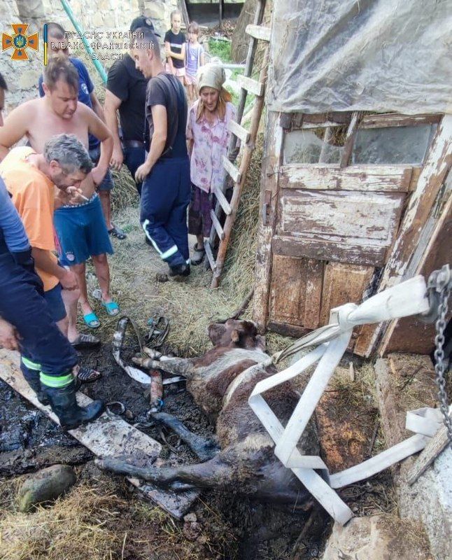 Із вигрібної ями прикарпатці витягували корову 2