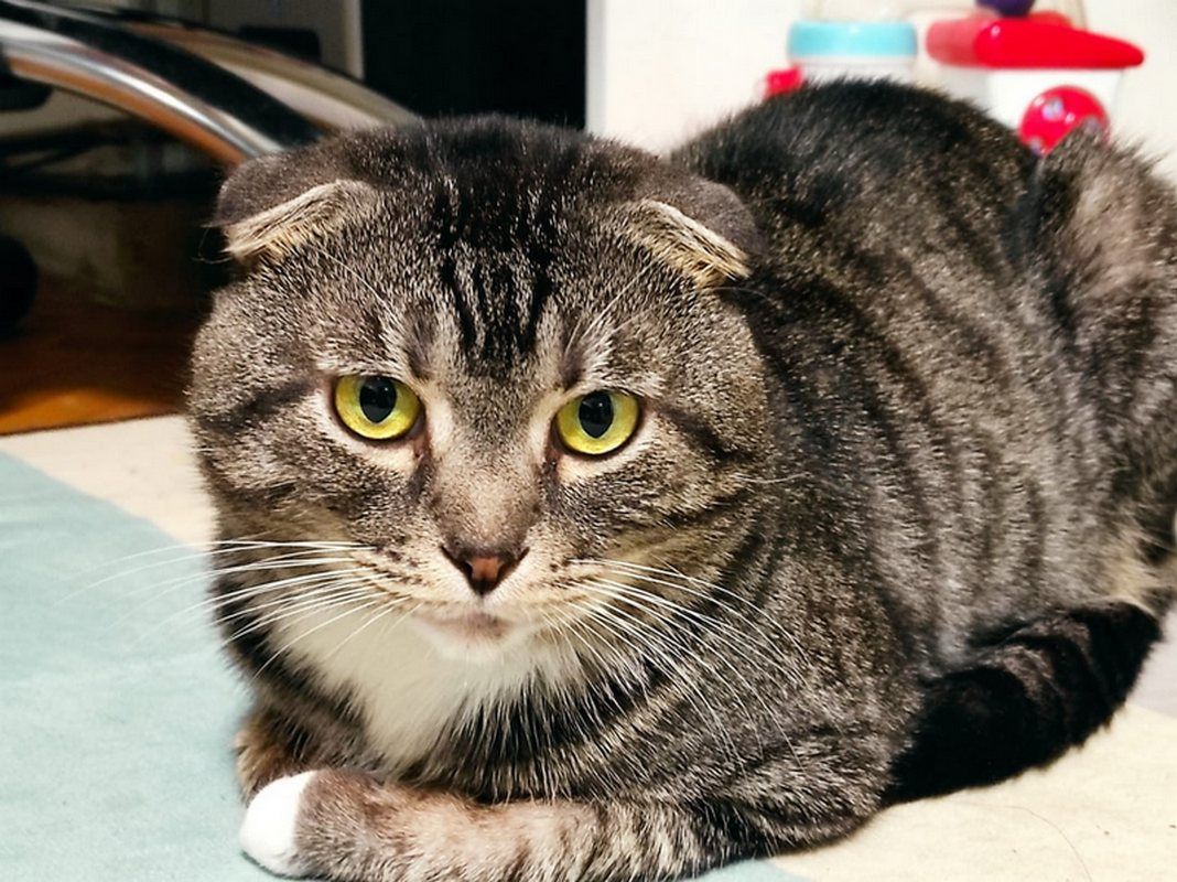 Коломийські котики | Фото читачів 1