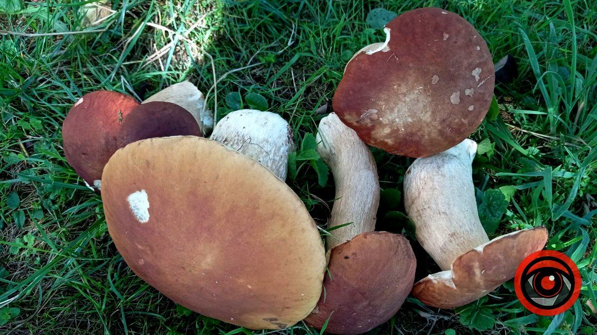 Знайти найкрасивішого гриба: батл розпочато 4