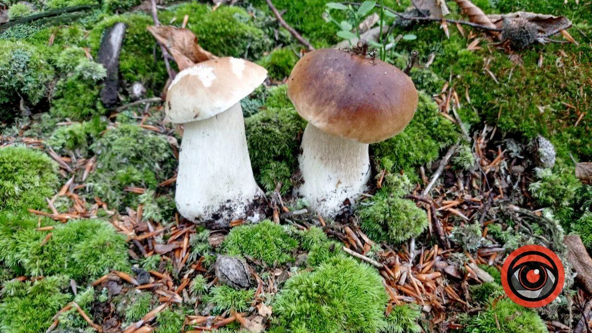 Знайти найкрасивішого гриба: батл розпочато 2