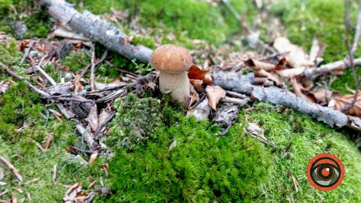 Знайти найкрасивішого гриба: батл розпочато 5