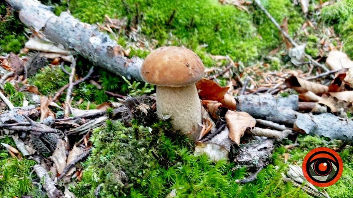 Знайти найкрасивішого гриба: батл розпочато 6