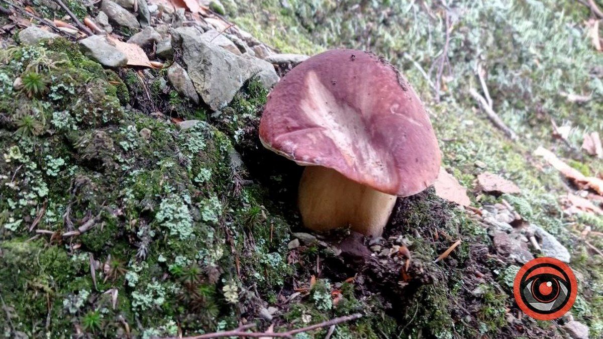 Знайти найкрасивішого гриба: батл розпочато 3