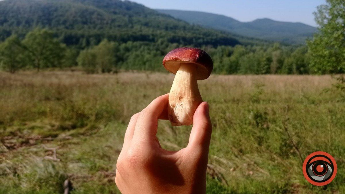 Знайти найкрасивішого гриба: батл розпочато 7