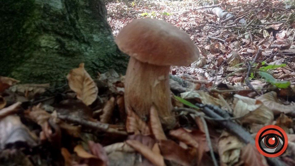 Знайти найкрасивішого гриба: батл розпочато 8