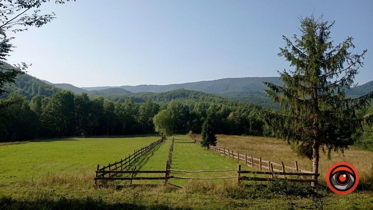 Знайти найкрасивішого гриба: батл розпочато 1