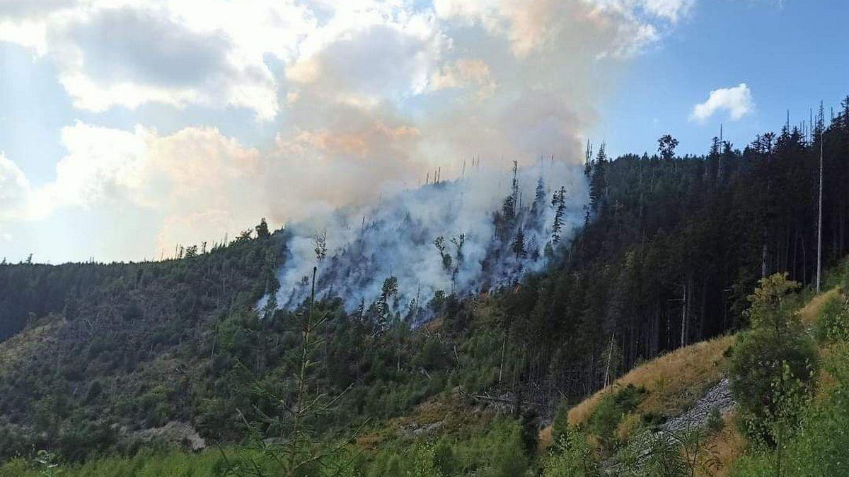 Понад 100 пожежних і лісників намагаються вгамувати лісову пожежу у Вигоді