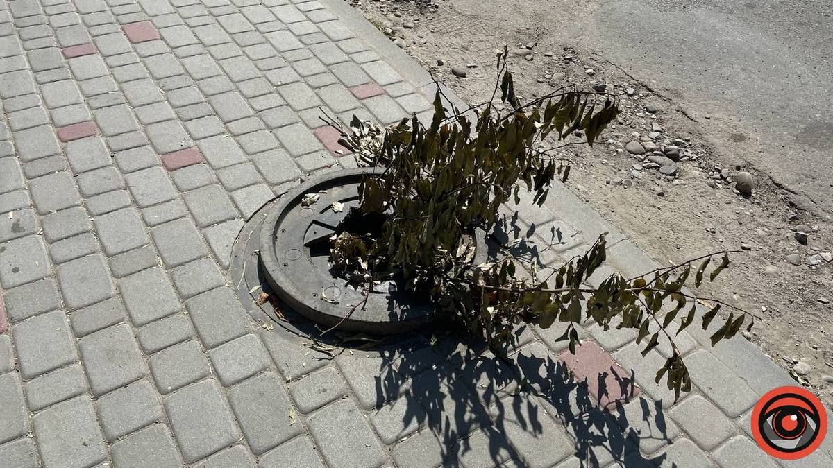 У Коломиї з люків стирчать гілляки