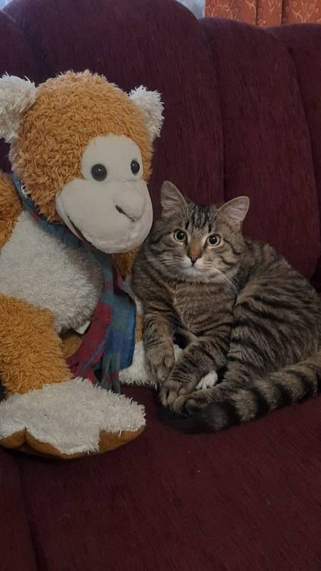 Коломийські котики | Фото читачів 17