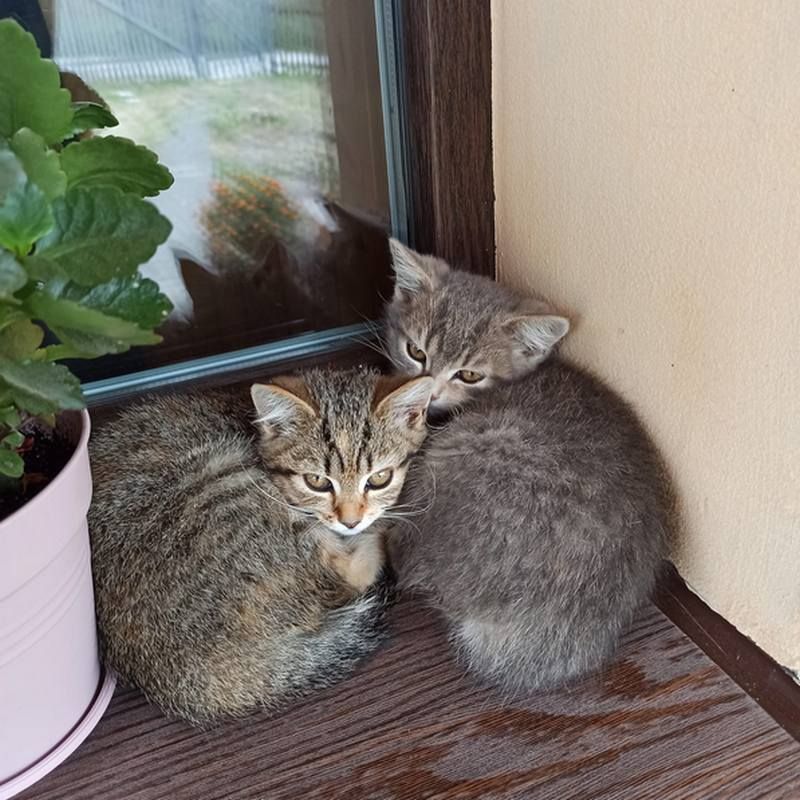 Коломийські котики | Фото читачів 10