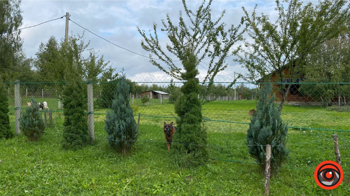 Успішний коломийський підприємець обрав тихе життя і екоферму замість розкошів міста 2