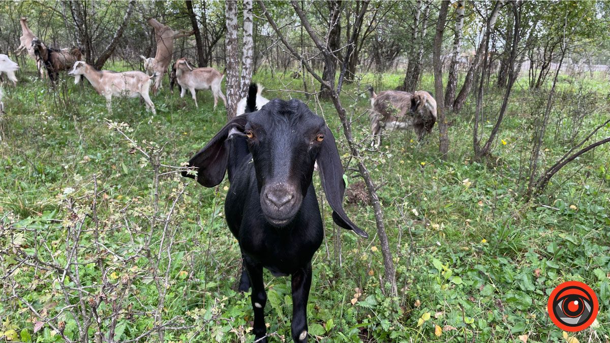 Успішний коломийський підприємець обрав тихе життя і екоферму замість розкошів міста 6