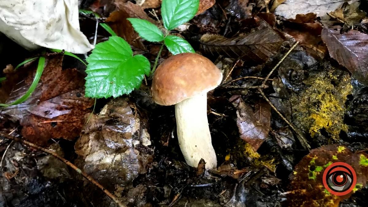 У пошуках грибів | частина 2 9