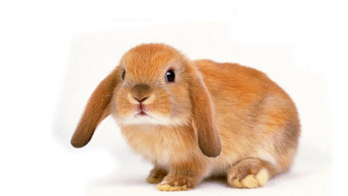 24 вересня - свята, іменинники та пам'ятні дати 1